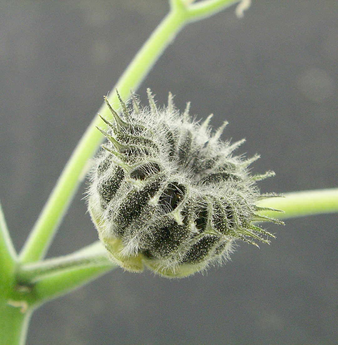 A mature seedpod with the circular cluster of seeds