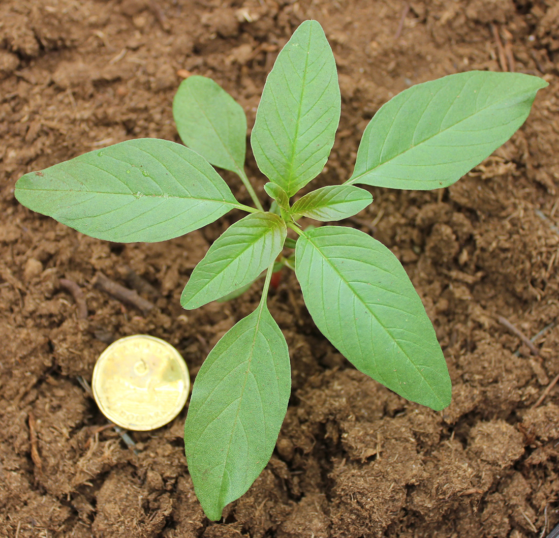 A ten-leaf hairless seedling plant with narrower, wavy margined leaves compared to other pigweed species