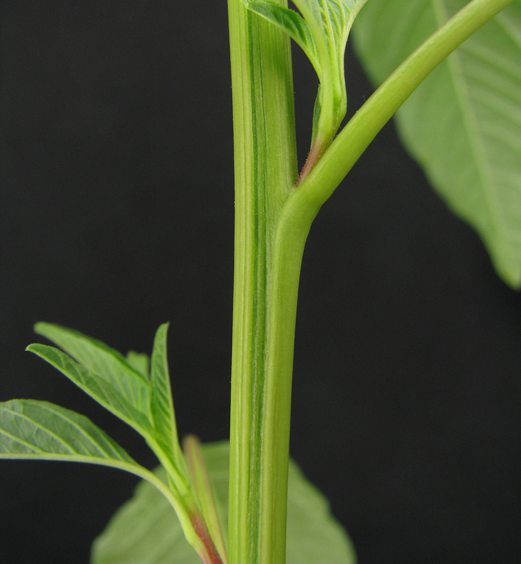 The completely hairless and smooth stem of waterhemp