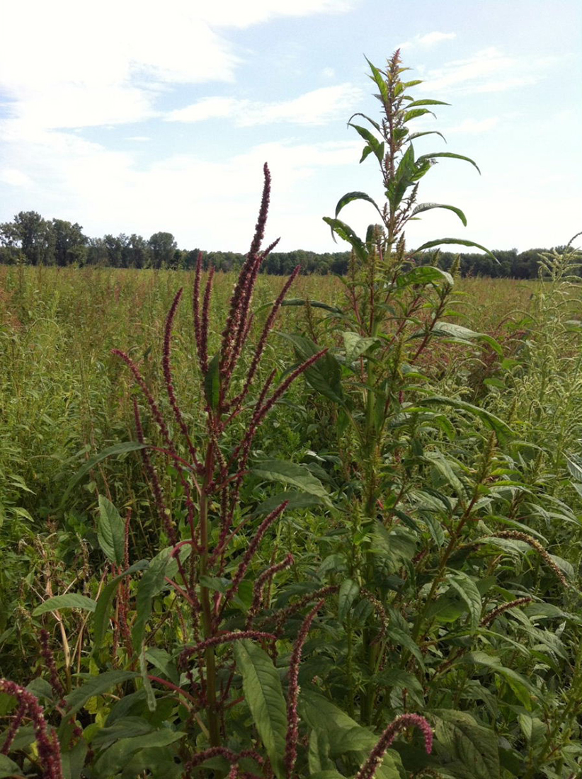 Male (left) and female (right) plants with reddish-purple flowers in a Kent county soybean field