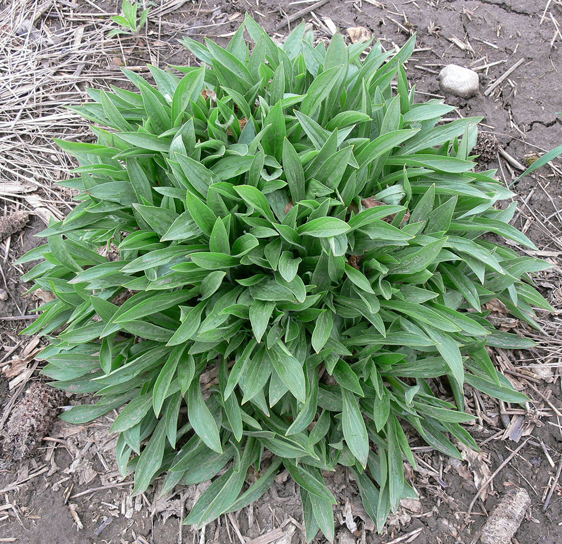 A large, well-established plant that is about 50–60 cm tall