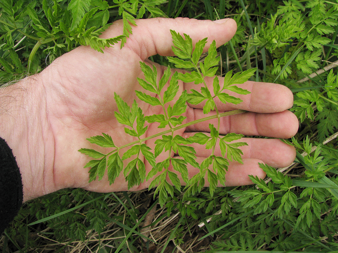 The finely divided wild chervil leaf