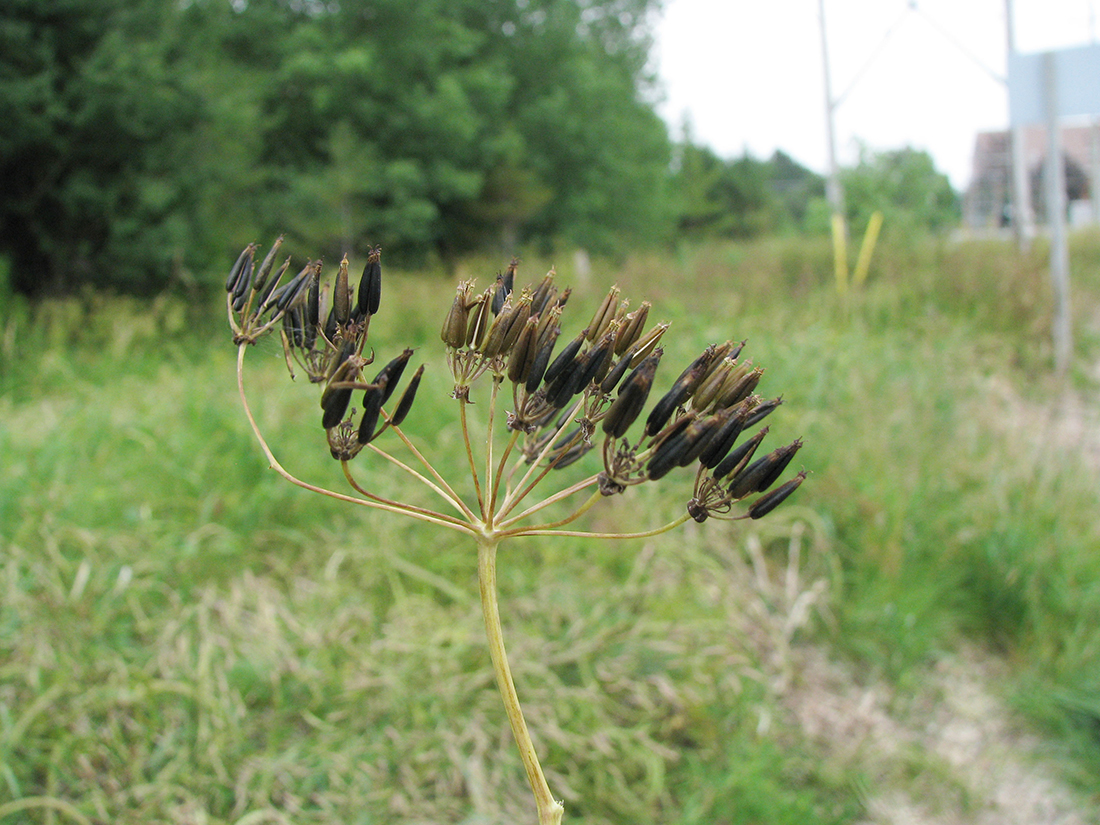 A mature seed head during the last week in June