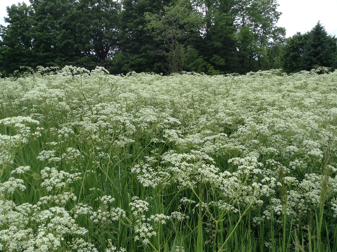 An infestation of wild chervil along a roadside during the first week of June