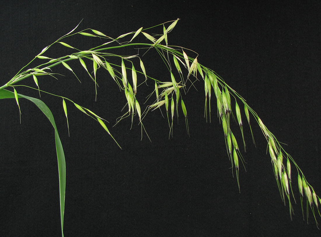 The large panicle of wild oats, reminiscent of cultivated oats