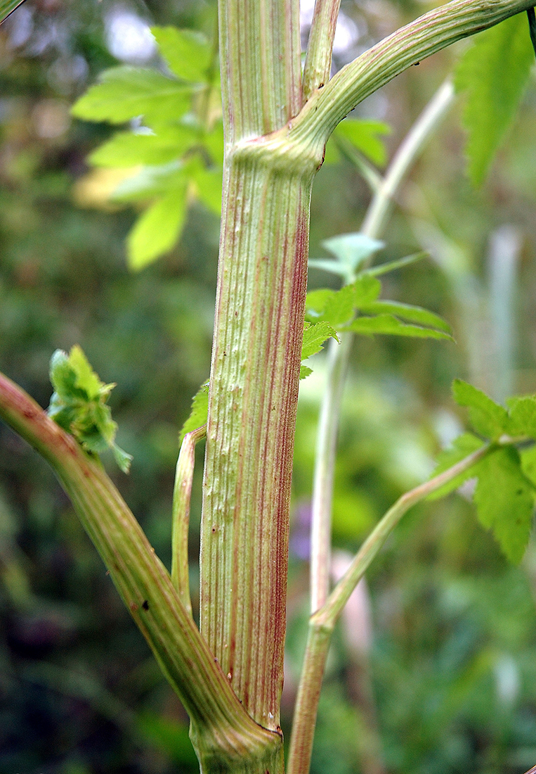 A greenish-red stem with alternate leaf arrangement