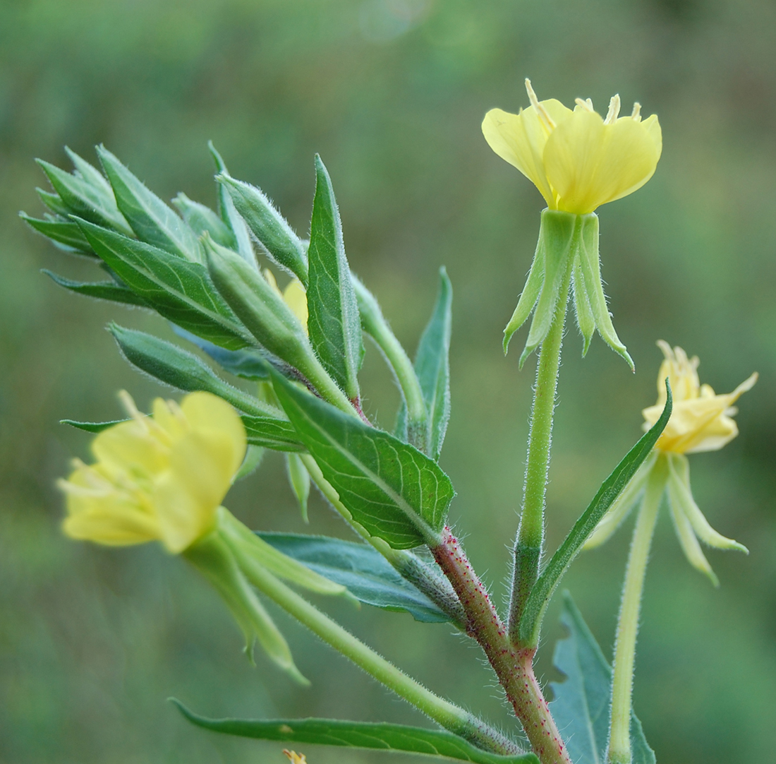 The large, yellow four-petal flower with narrow green sepals below