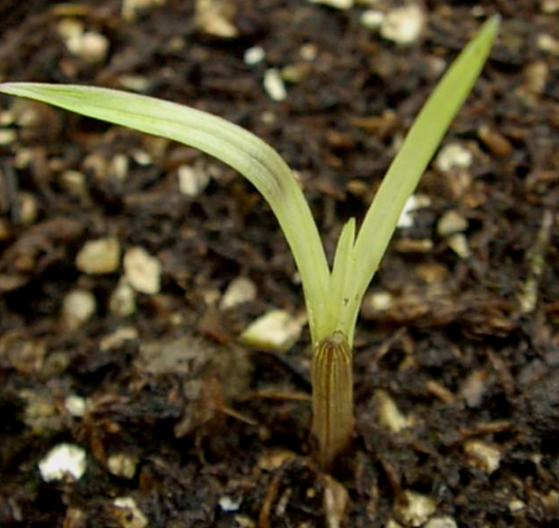 A newly emerged seedling shoot originating from an overwintered