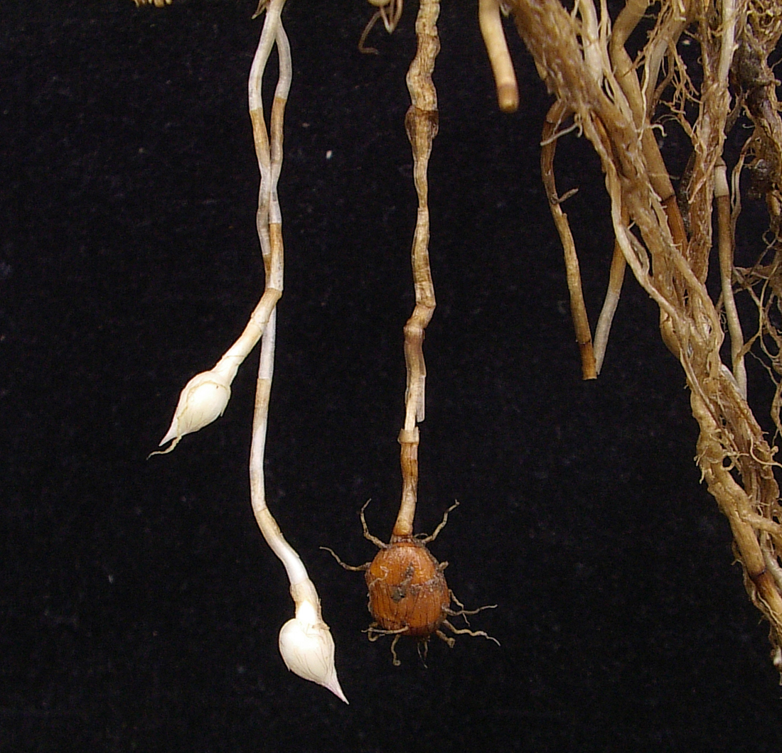 A formation of tubers from the tip of the rhizome. Young tubers are white, while the more mature tubers are dark brown