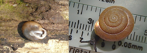 Photo of Shagreen (Inflectarius inflectus)