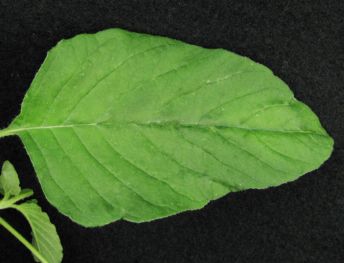 Closeup of mature leaf
