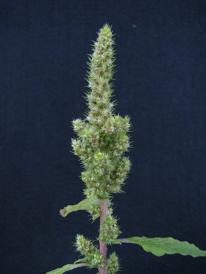 The short compact finger like spikes of the mature seed head. The finger-like spikes of green pigweed tend to be longer than the short and compact ones on redroot pigweed.