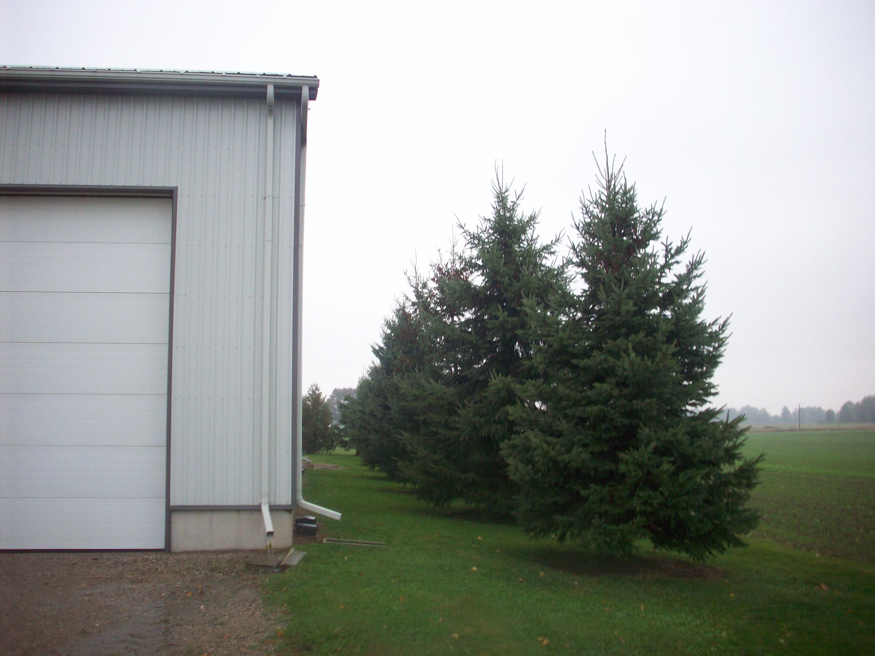 garage with fir trees planted beside the structure. The garage may not be windswept after the trees grow in height and prevent the wind from sweeping across the garage roof