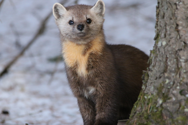 A marten standing next to a tree trunk with snow in the background.