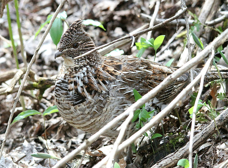 A ruffed grouse sitting on the forest floor.