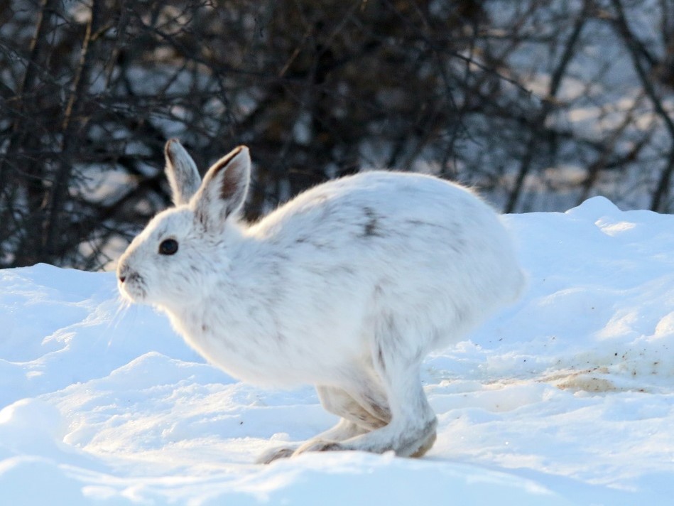 A snowshoe hare runs in a snowy landscape.
