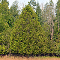 Image of eastern white cedar tree