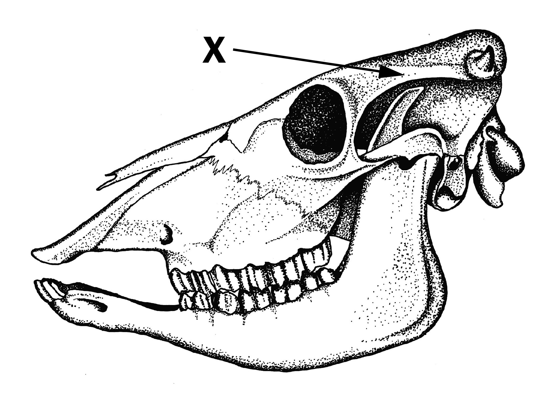 Crâne de bovin avec la lettre « X »