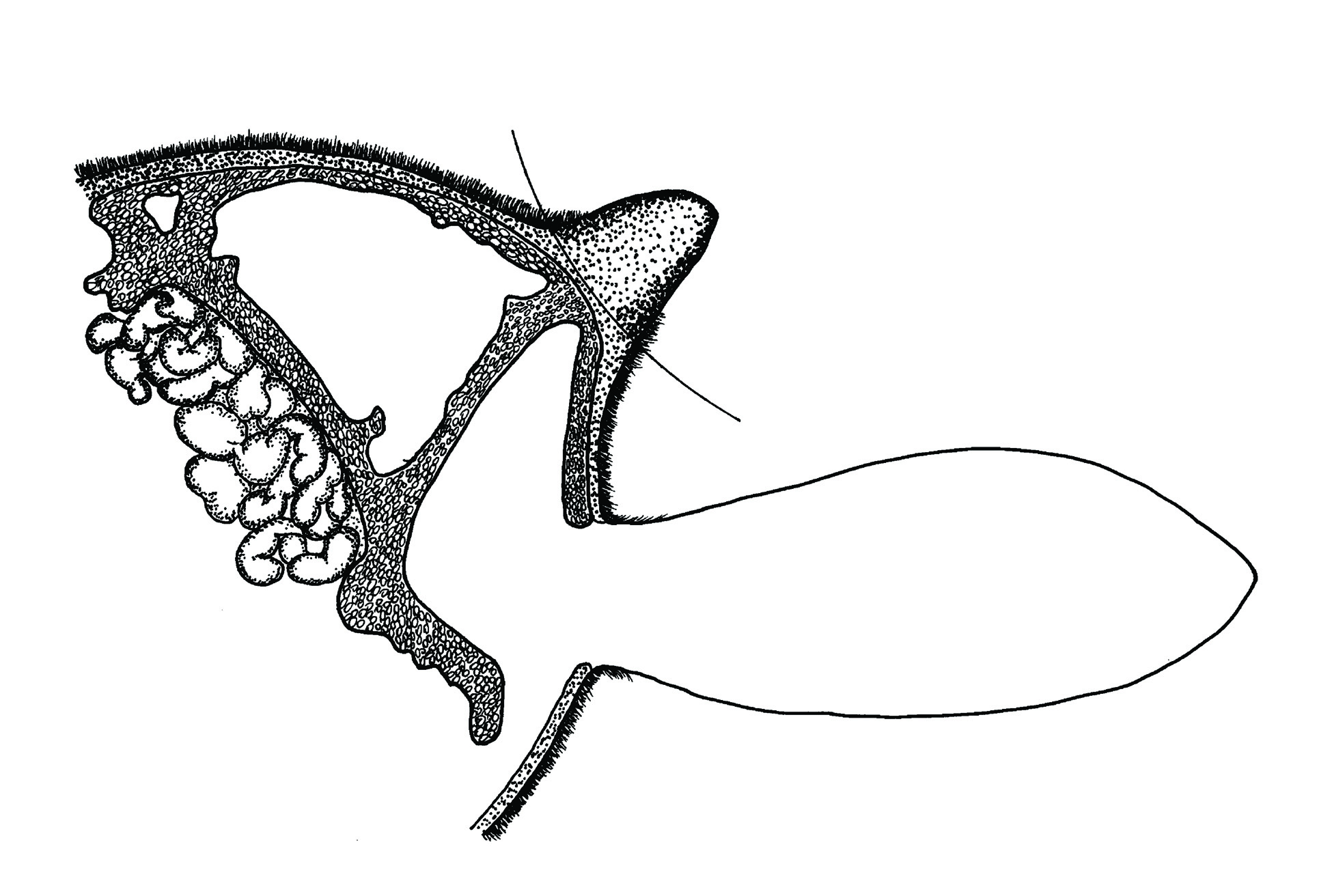 Graphic of the horn and ear of a calf showing where the dehorner should cut