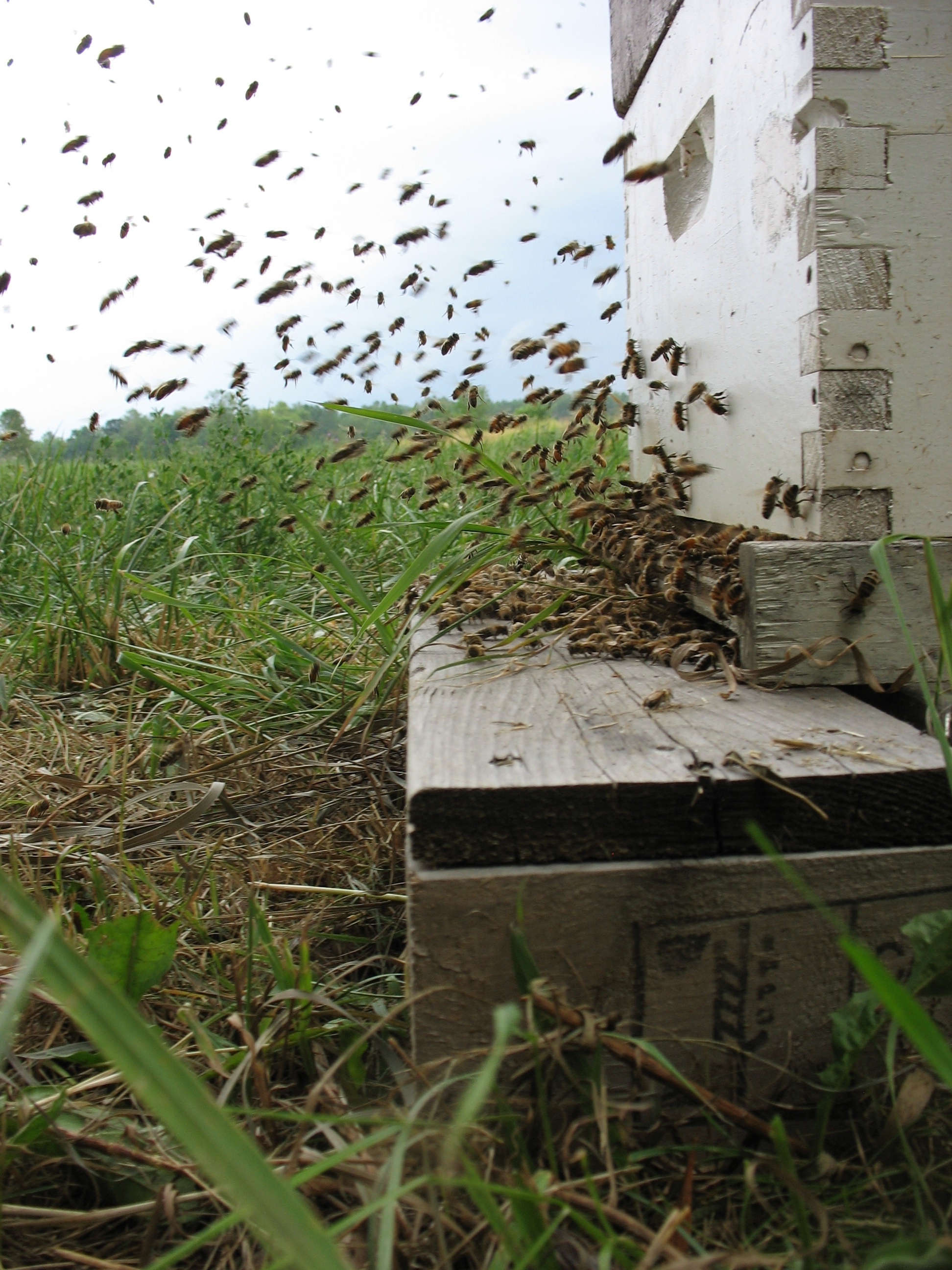 Colonie d'abeilles mellifères