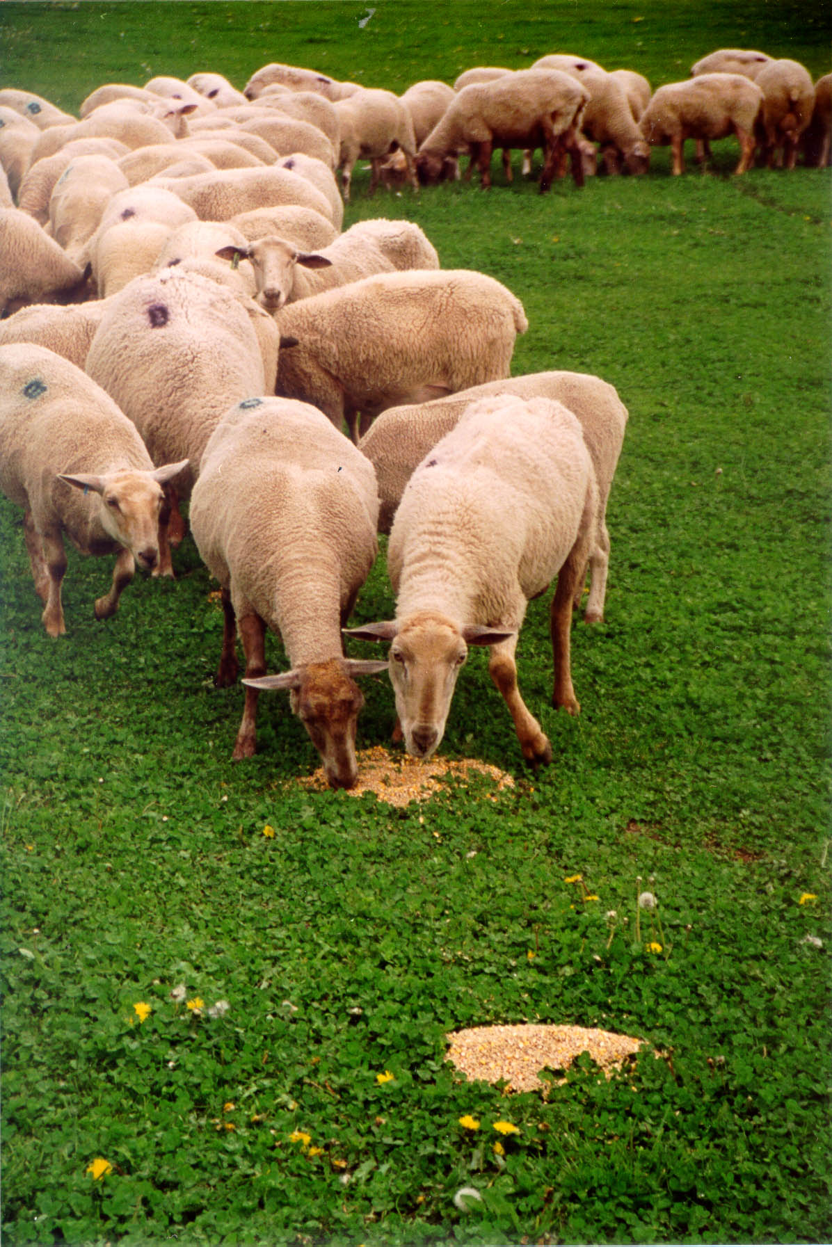 Moutons en train de manger du grain versé en tas sur le sol.