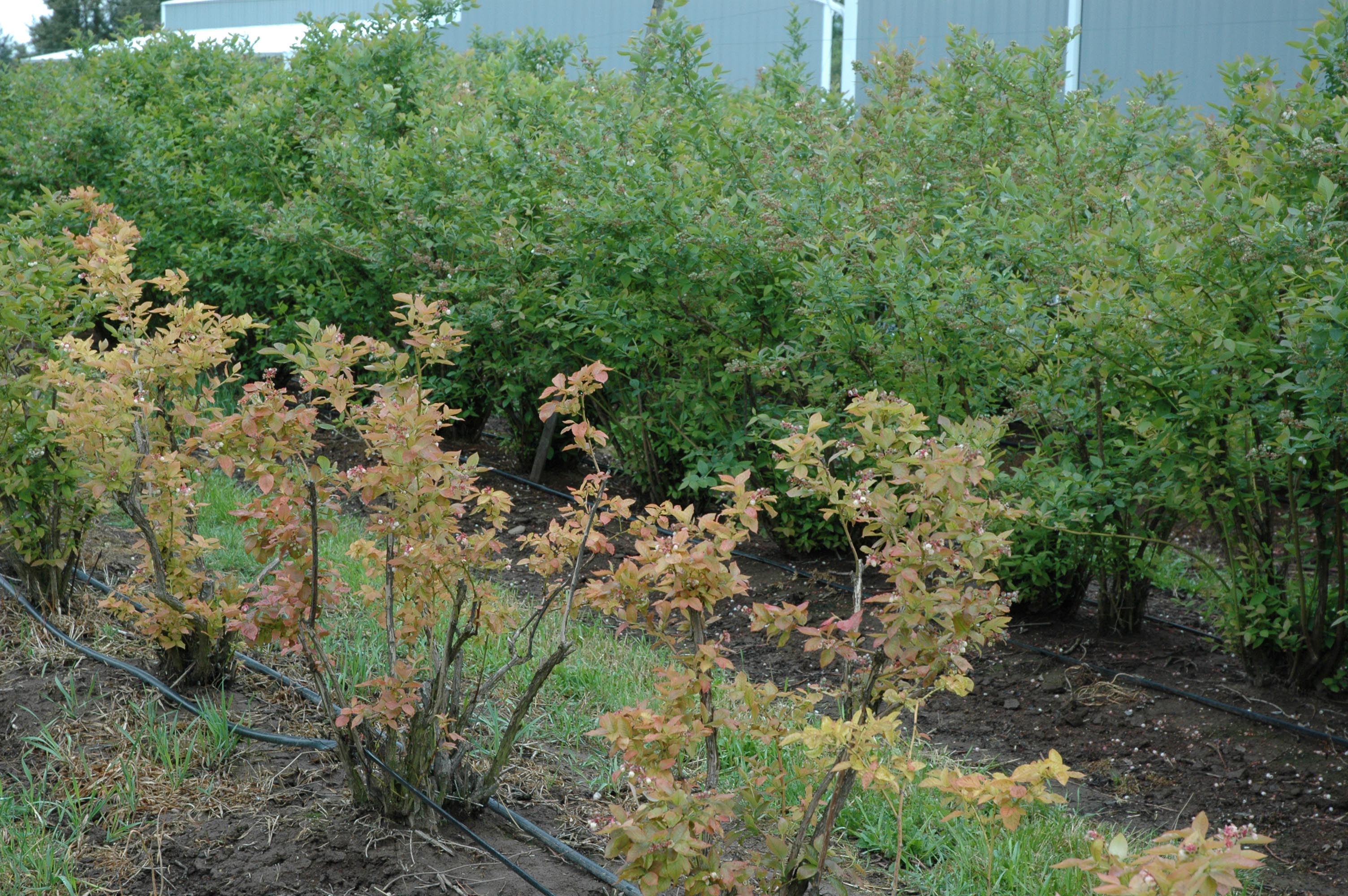 Highbush blueberries that are stunted and brown in colour in front of plants that are green, lush and full size