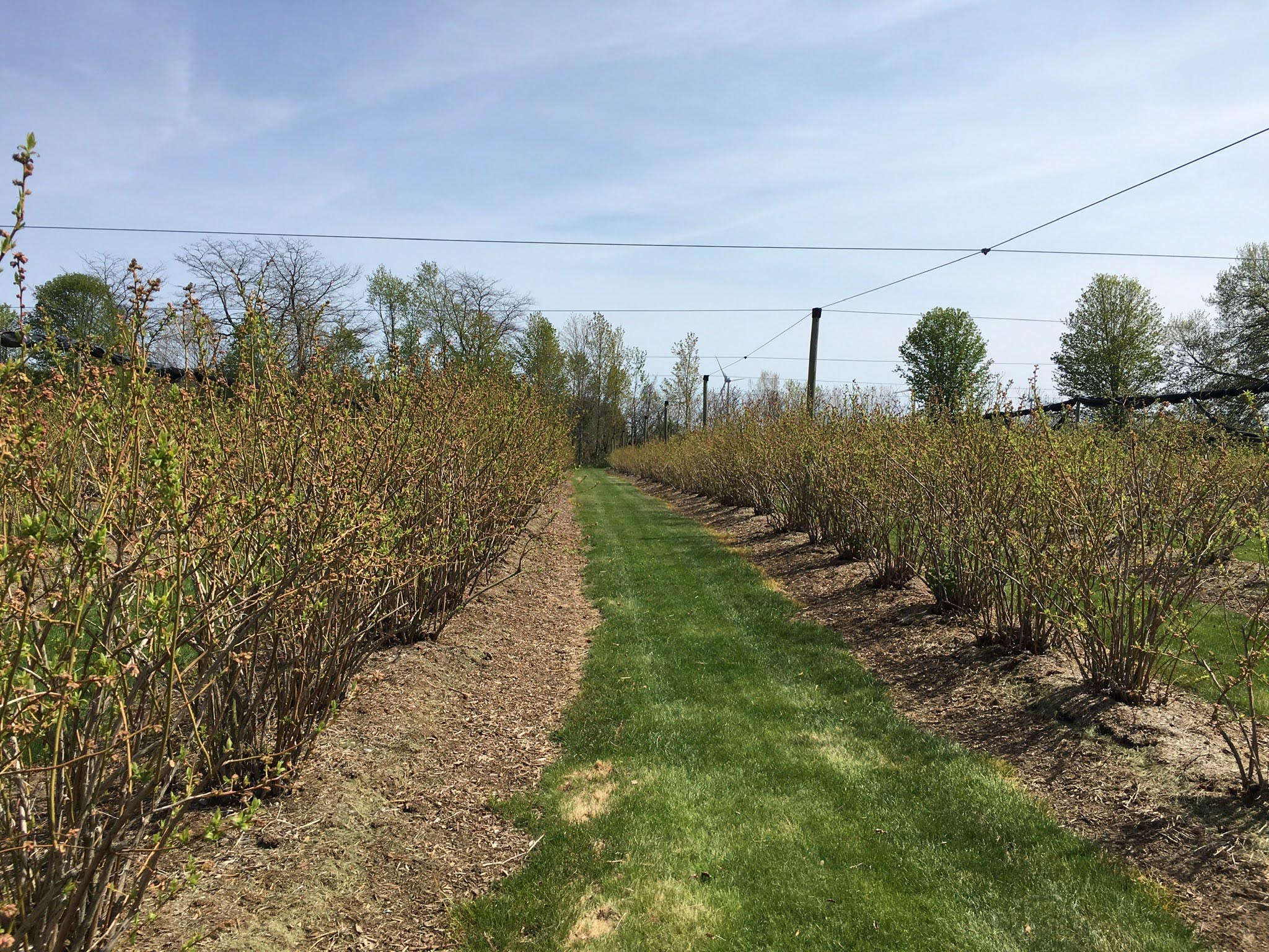 Commercial highbush blueberry farm with mowed path between plants that have mulch around the base