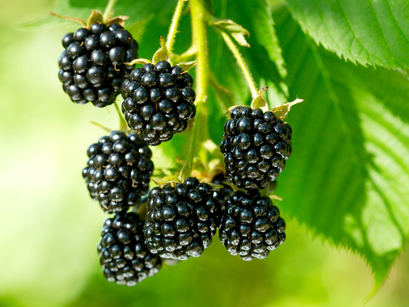 Cluster of blackberries.