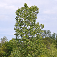 Image of largetooth aspen tree