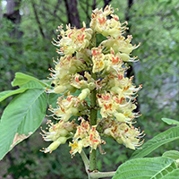 Close up of Ohio buckeye flowers