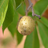 Close up of Ohio buckeye fruit