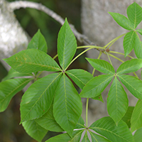 Close up of Ohio buckeye leaves