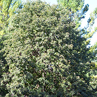 Image of Ohio buckeye tree