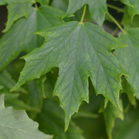 Close up of sugar maple leaves