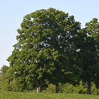 Image of sugar maple tree