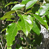 Close up of balsam poplar leaves