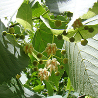 Close up of basswood flowers