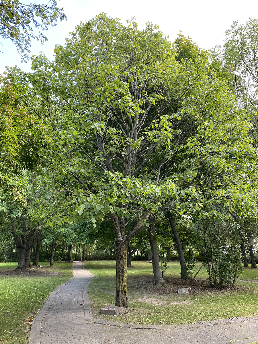 Tilleul (Tilia) : arbre, plantation, taille, culture