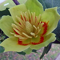Close up of tulip tree flower