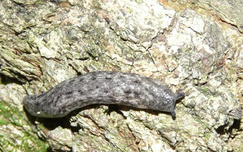 Carolina Mantleslug