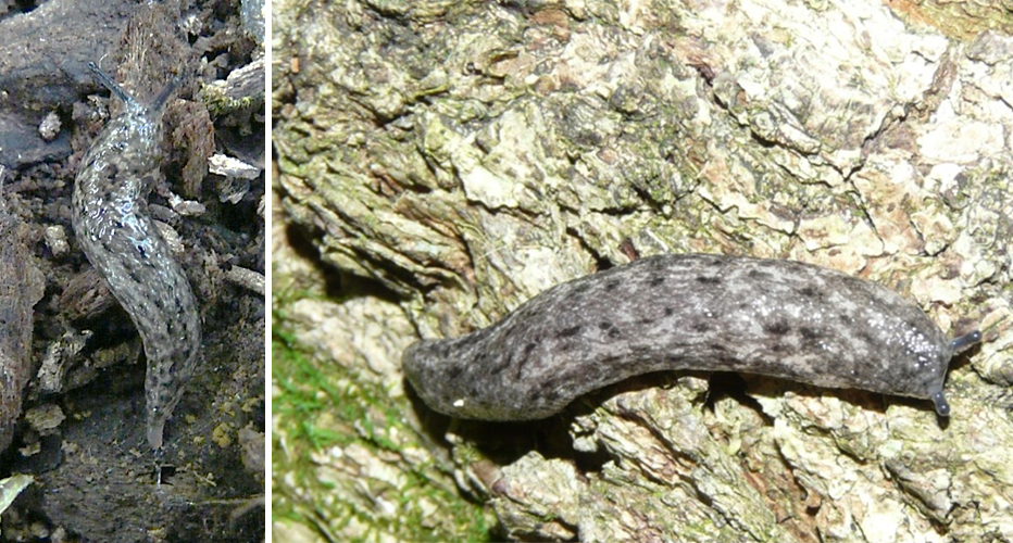 A dorsal view of Carolina Mantleslug on a rocky substrate. The slug is a marbled grey to brown with two central lines of black dots.