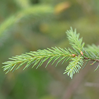 Close up of black spruce needles