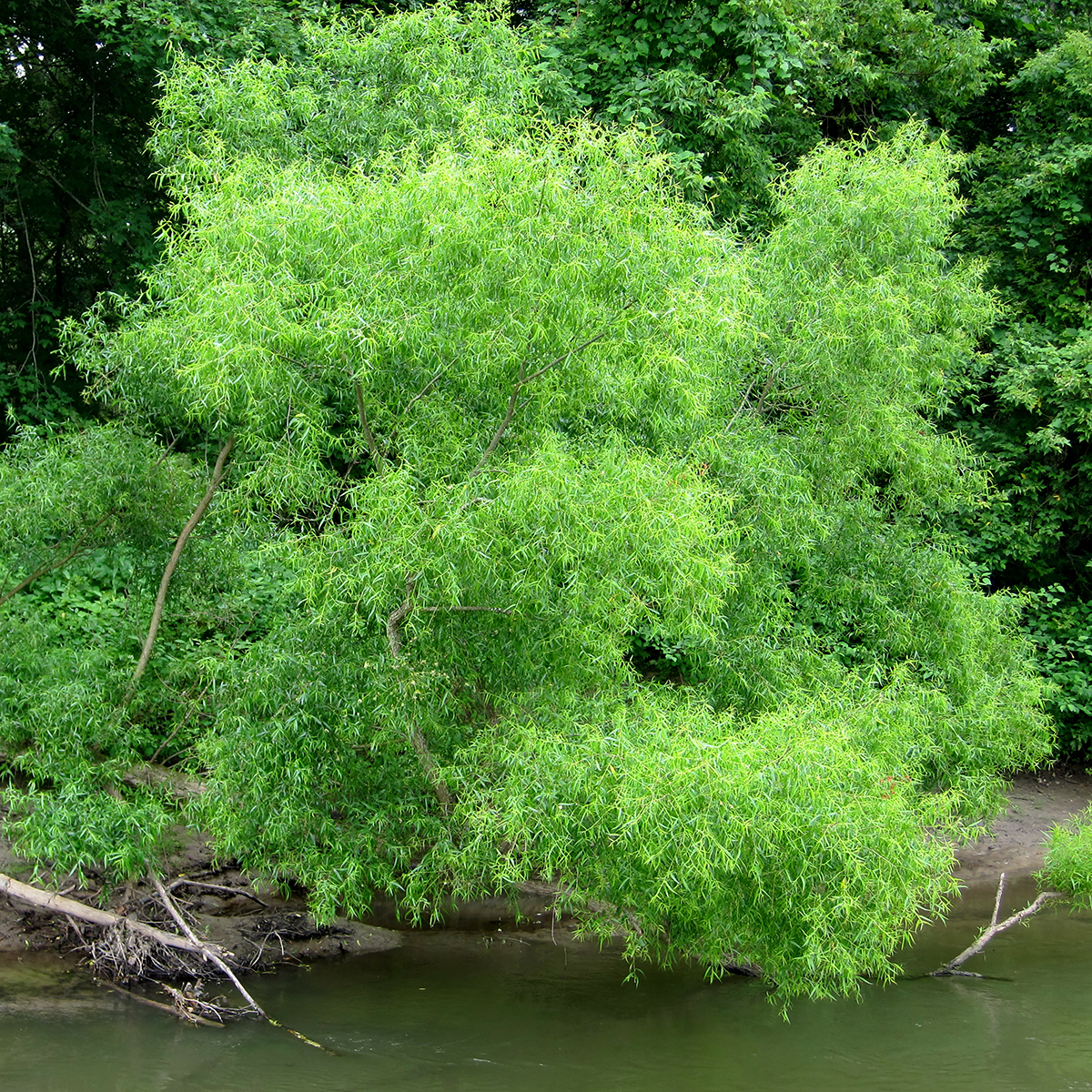 black willow tree