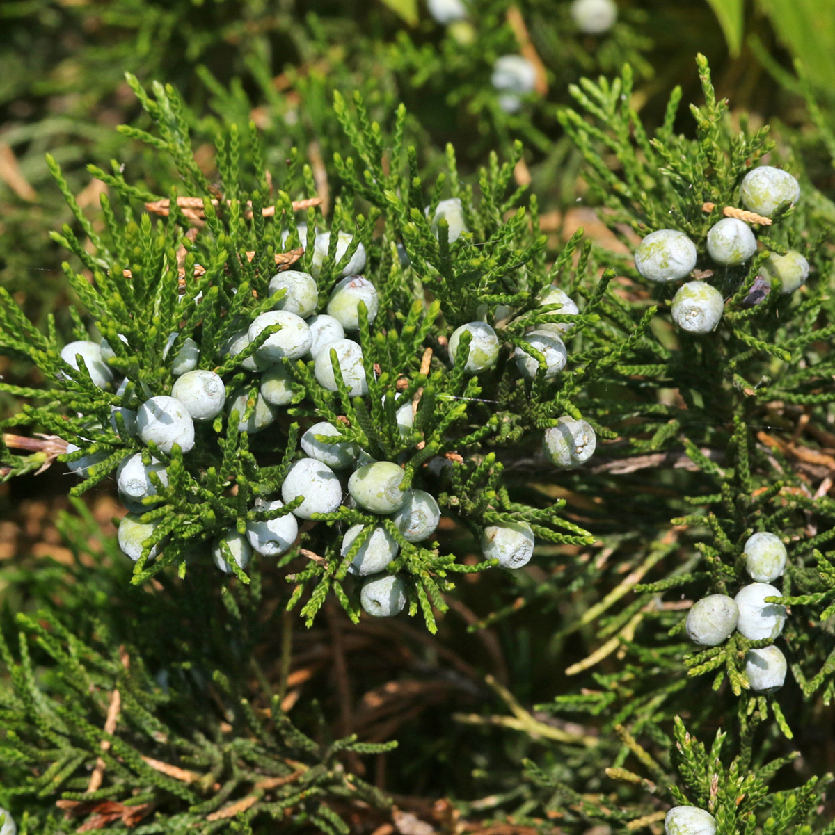 juniperus virginiana cone