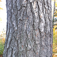 Close up of eastern white pine bark