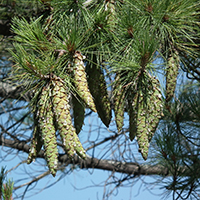 Close up of eastern white pine cones