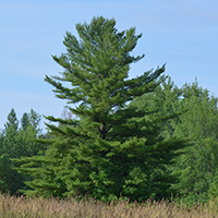 Image of eastern white pine tree