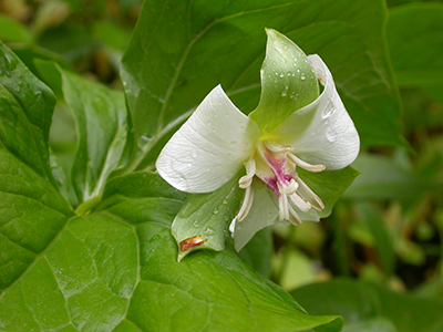 Une photo du Trille à pédoncule incliné en fleur