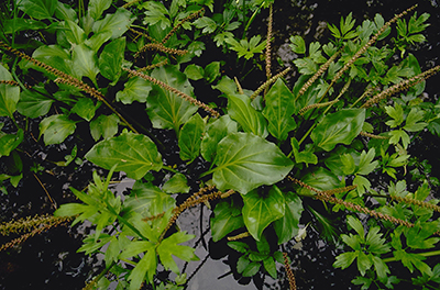 Une photo de la Plantain à feuilles cordées