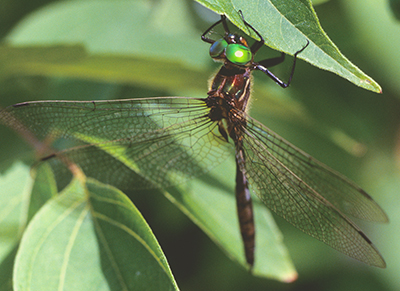 A photograph of a Hine’s Emerald dragonfly